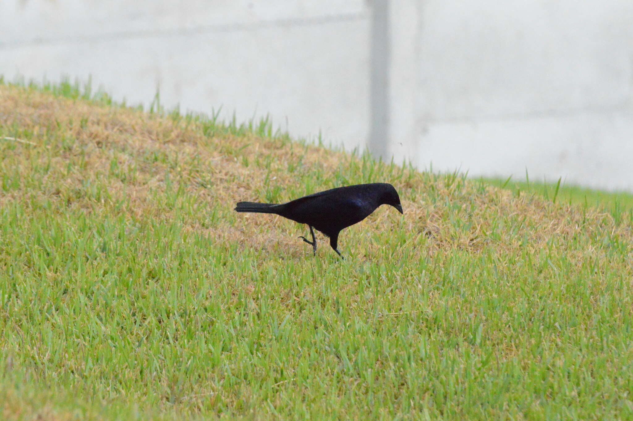 Plancia ëd Molothrus bonariensis bonariensis (Gmelin & JF 1789)