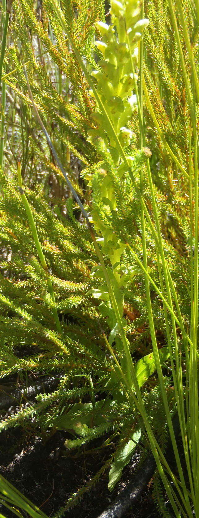 Disa cylindrica (Thunb.) Sw. resmi