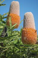 Image of Banksia prionotes Lindl.