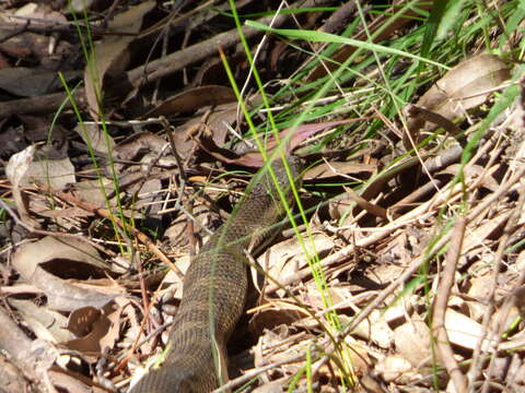 Image of Australian Tiger Snakes