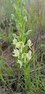 Image of Habenaria epipactidea Rchb. fil.