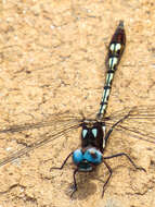 Image of Macrothemis imitans Karsch 1890