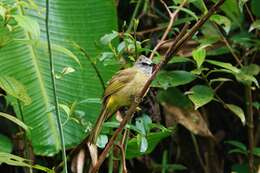 Image of Flavescent Bulbul