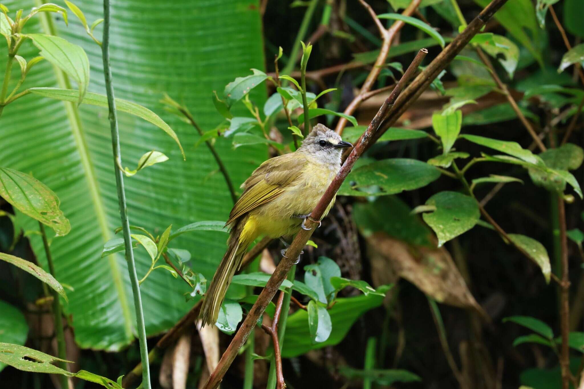 Image of Flavescent Bulbul