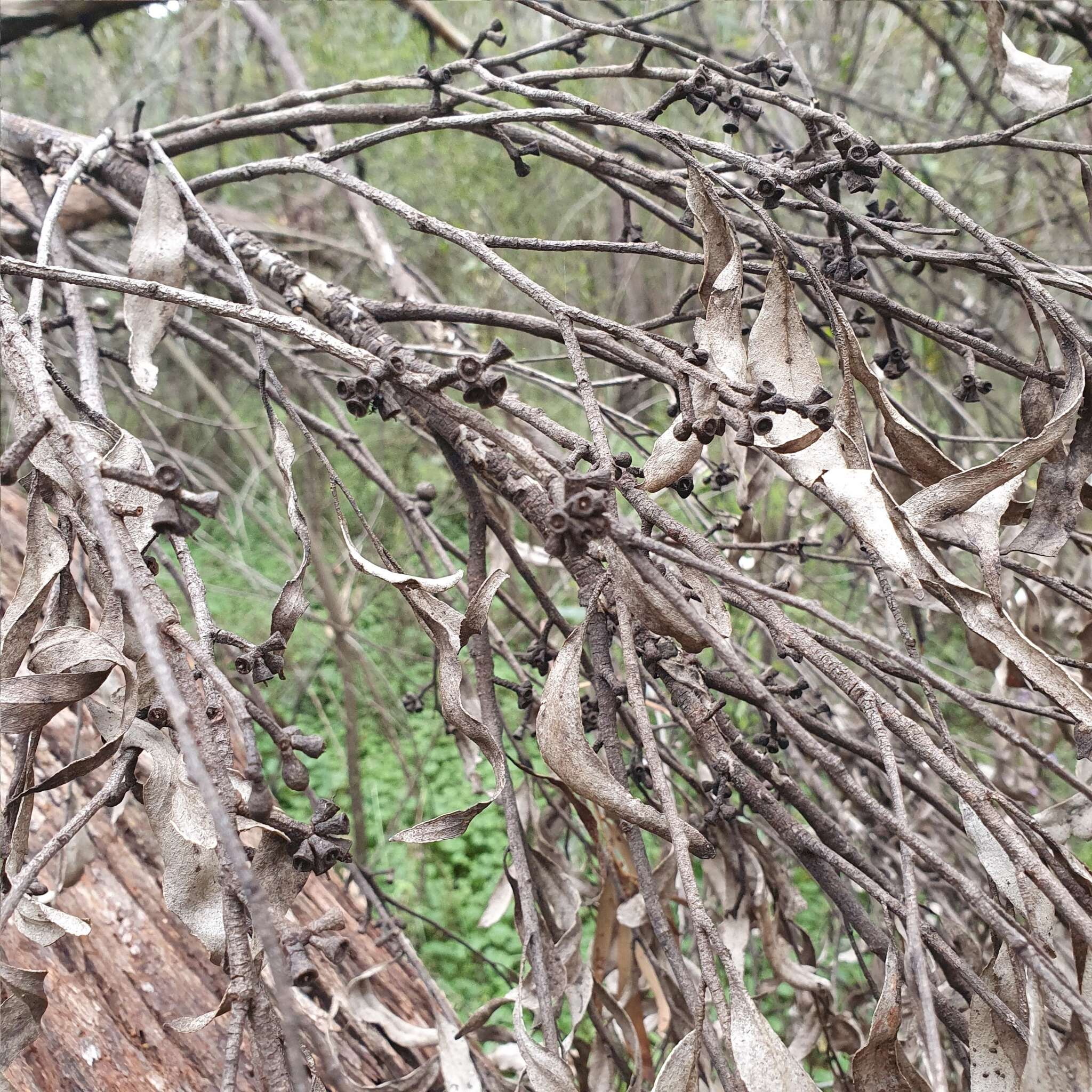 Image of Eucalyptus blaxlandii Maiden & Cambage