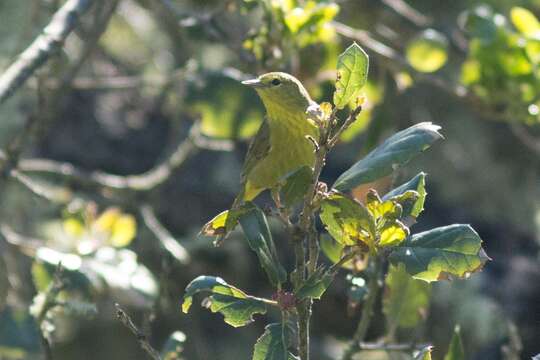 Image of Orange-crowned Warbler