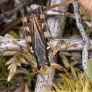 Melanoplus fasciatus (Walker & F. 1870) resmi