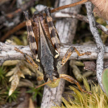 Image of Huckleberry Grasshopper