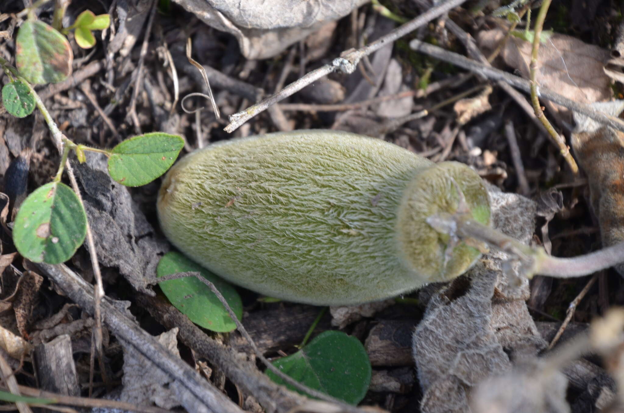 Philibertia tomentosa (Decne.) Goyder resmi