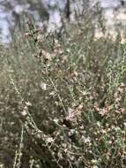 Image of woolly daisy-bush