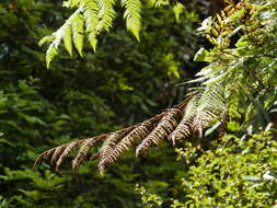 Image of Tree Fern Gully