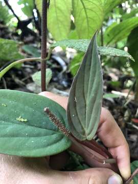 Image of Peperomia sympodialis Trel. & Yunck.