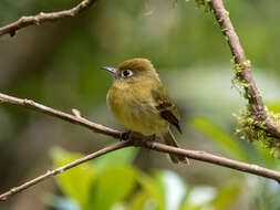 Image of Yellowish Flycatcher