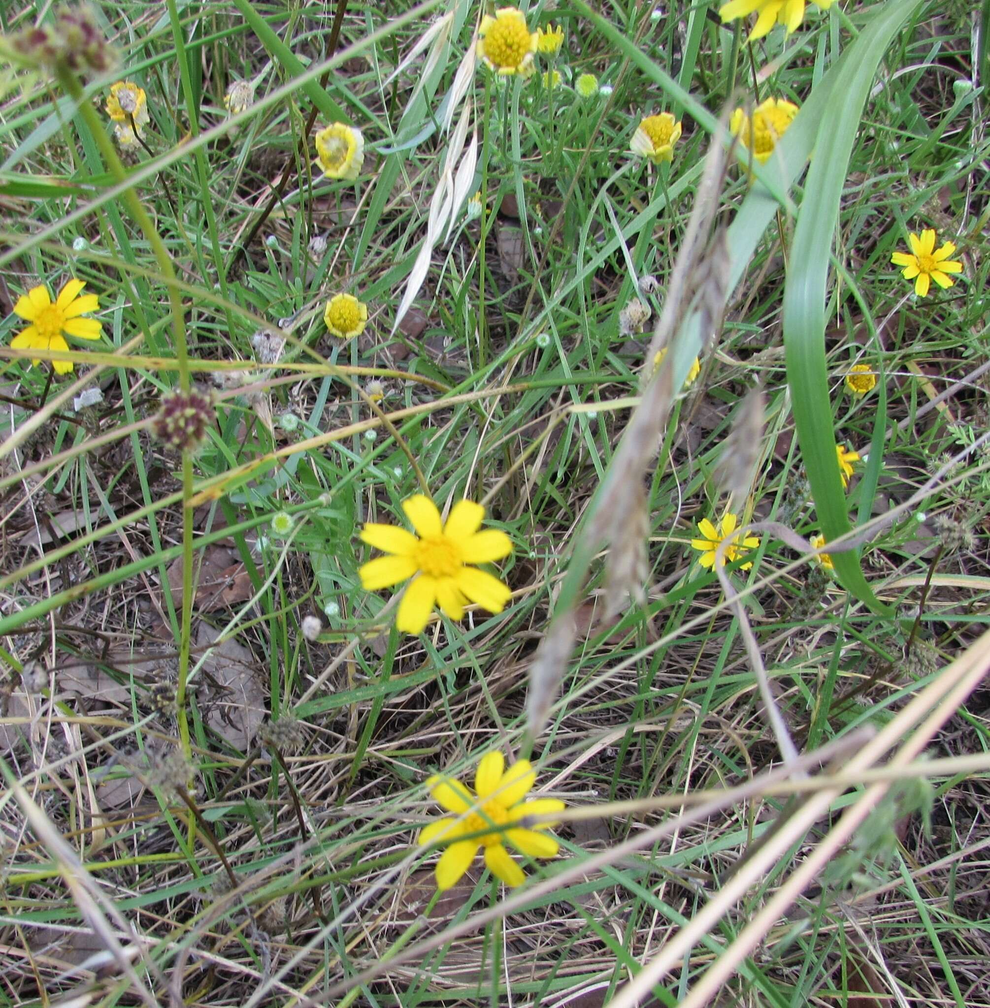 Image of fineleaf fournerved daisy