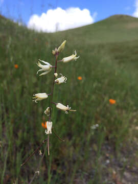 Image of yellow mustard