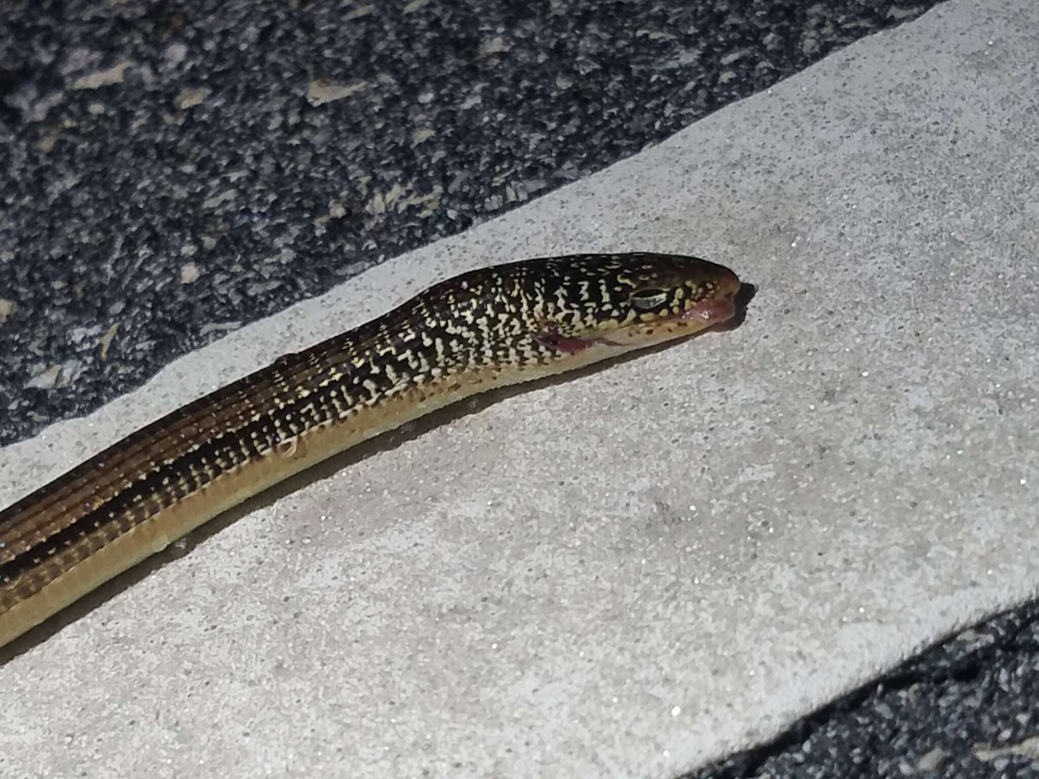 Image of Island Glass Lizard