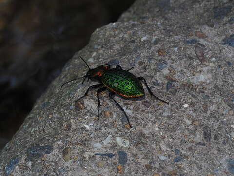 Image of Carabus (Coptolabrus) lafossei Feisthamel 1845