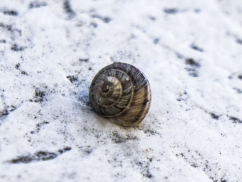 Image of Snail