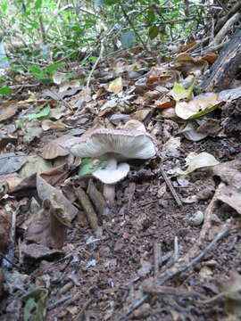 Image of Leucoagaricus lilaceus Singer 1952