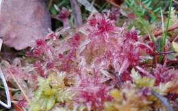 Sphagnum angermanicum Melin 1919的圖片