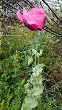 Image of Papaver somniferum subsp. somniferum