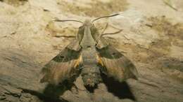 Image of Willowherb Hawkmoth