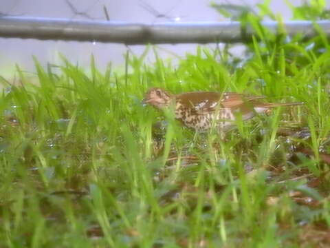 Image of Spotted Ground Thrush