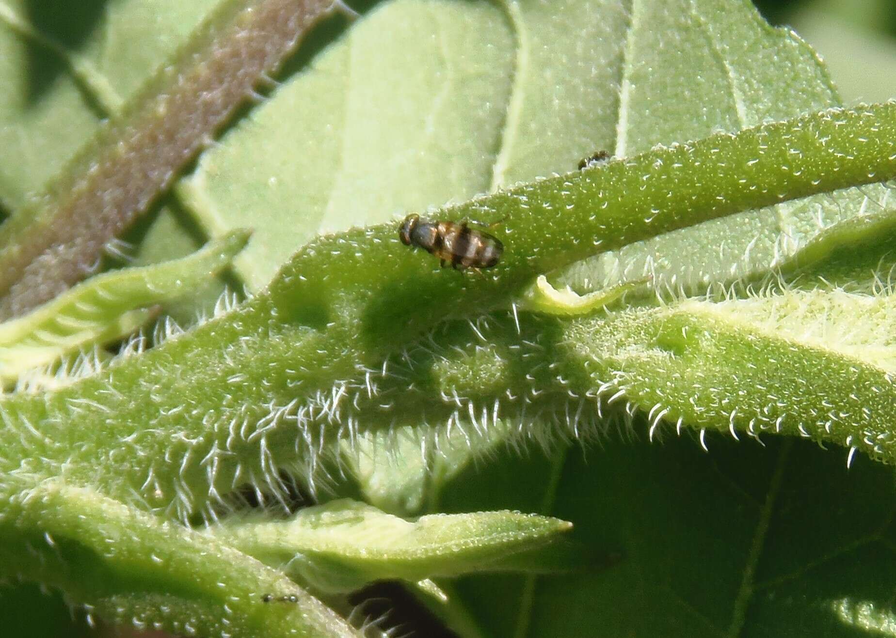 Image of cornsilk fly