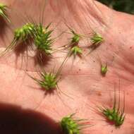 Plancia ëd Echinochloa muricata (P. Beauv.) Fernald