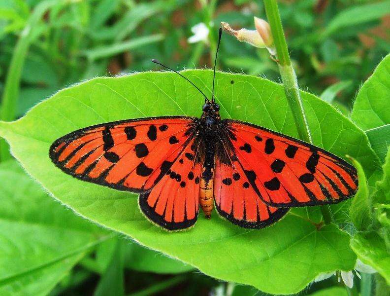 Image of Acraea atolmis Westwood 1882