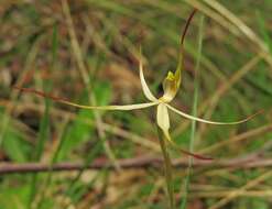 Image of Southern spider orchid