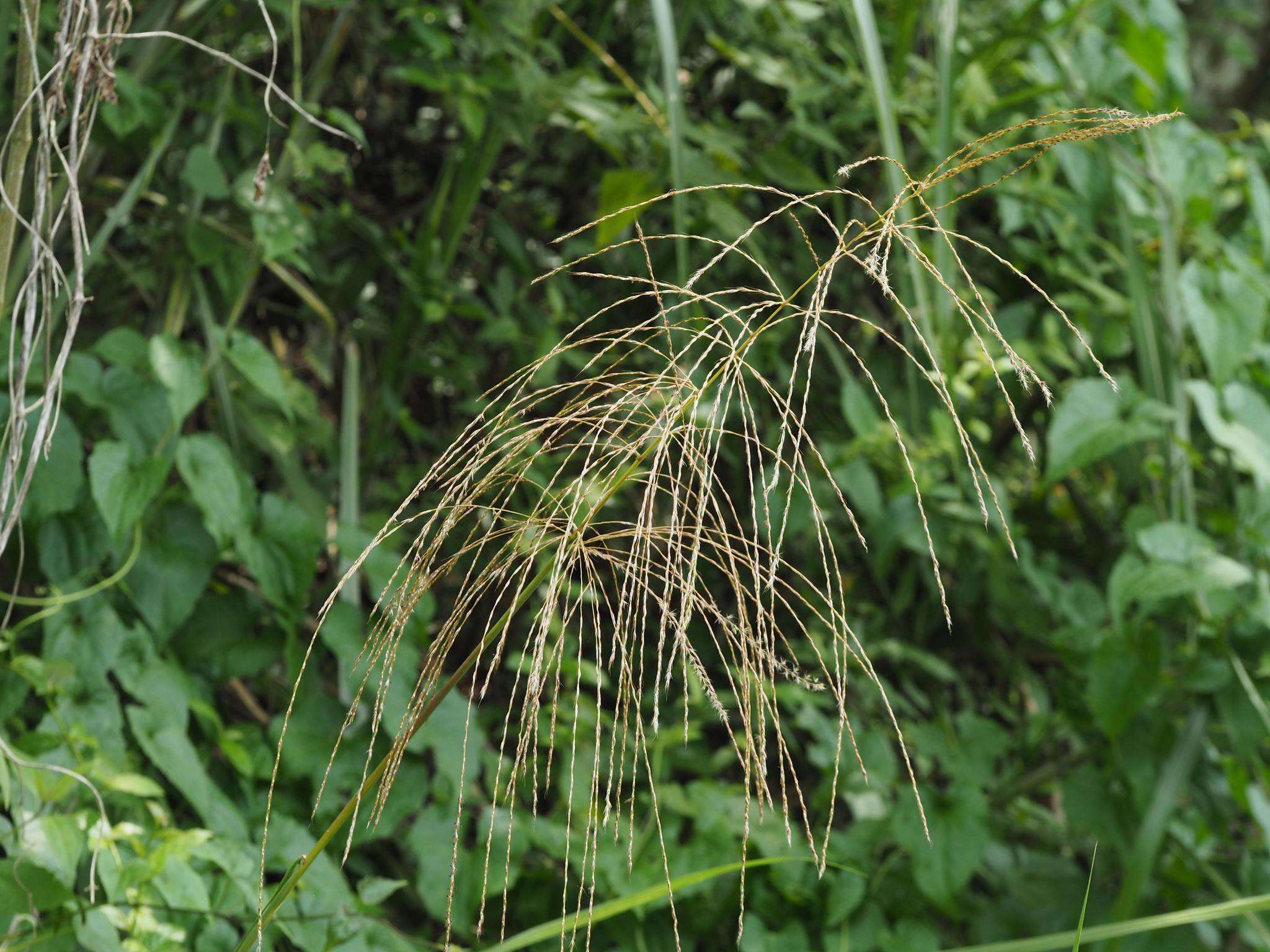 Imagem de Miscanthus floridulus (Labill.) Warb. ex K. Schum. & Lauterb.