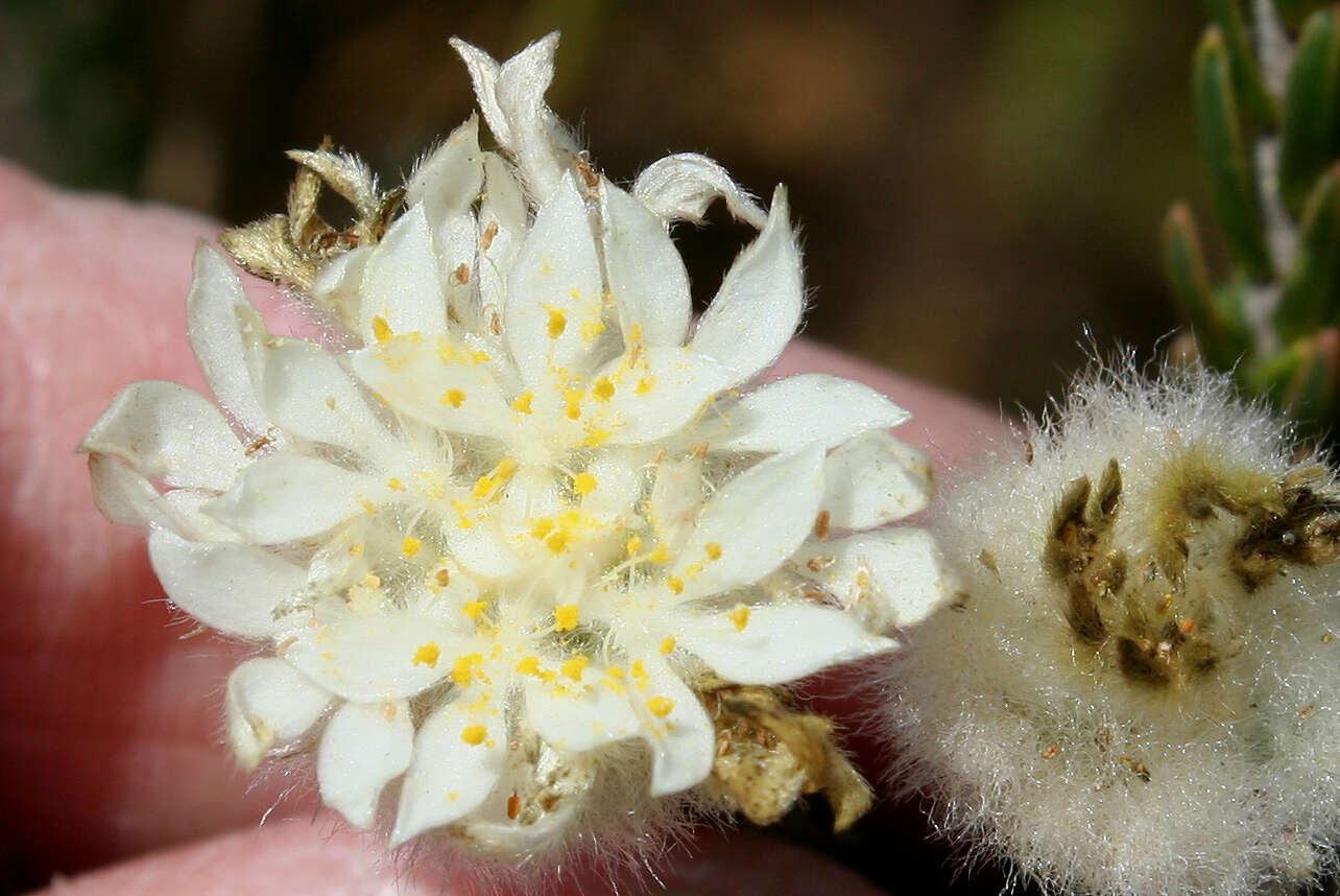 Image of Lachnaea eriocephala L.