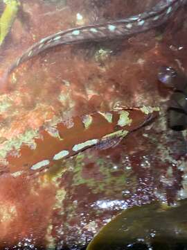 Image of Crevice Kelpfish