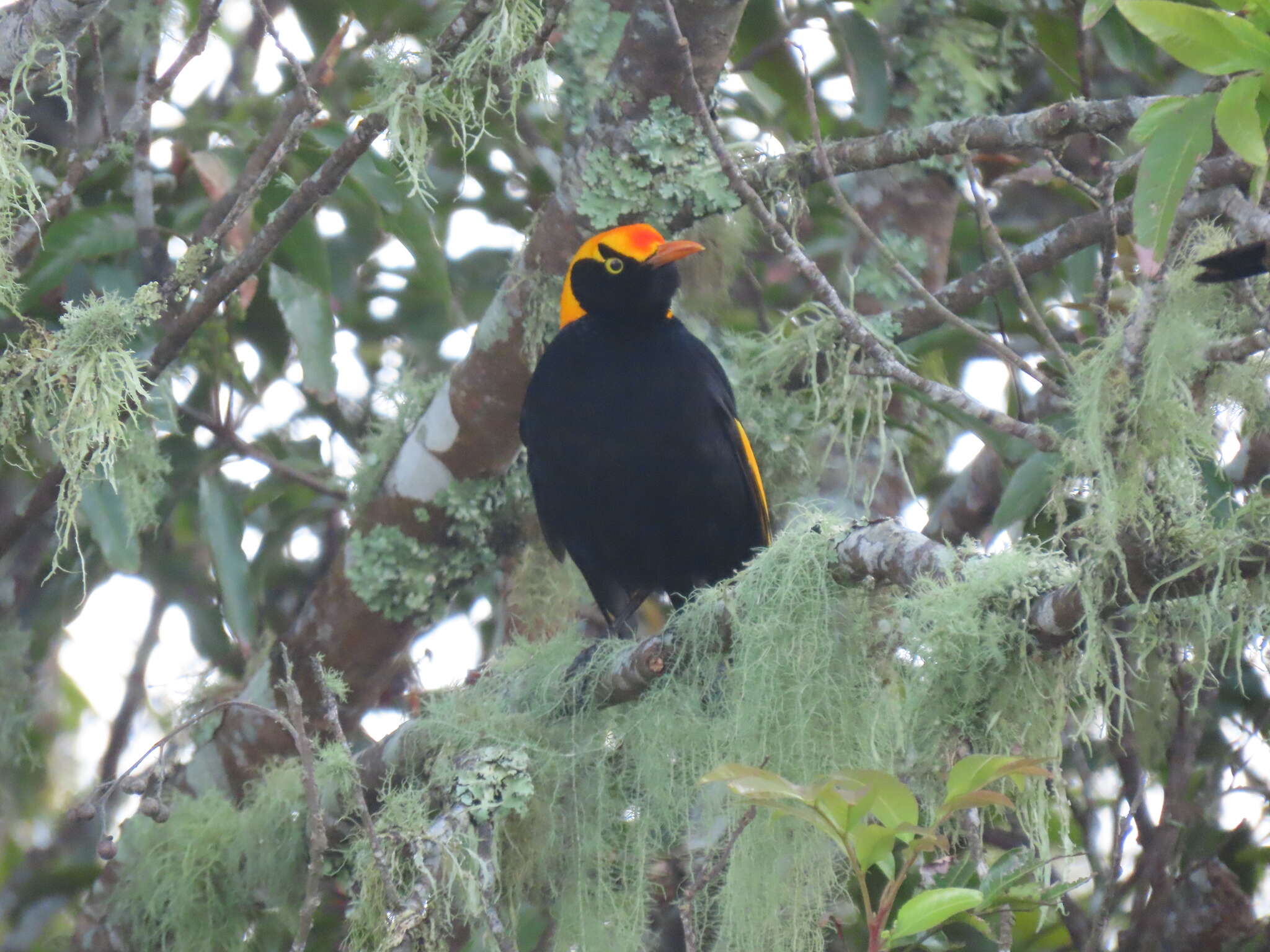 Image of Sericulus Swainson 1825