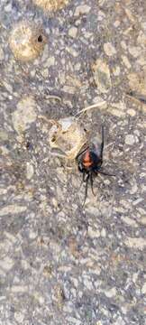 Latrodectus thoracicus Nicolet 1849的圖片