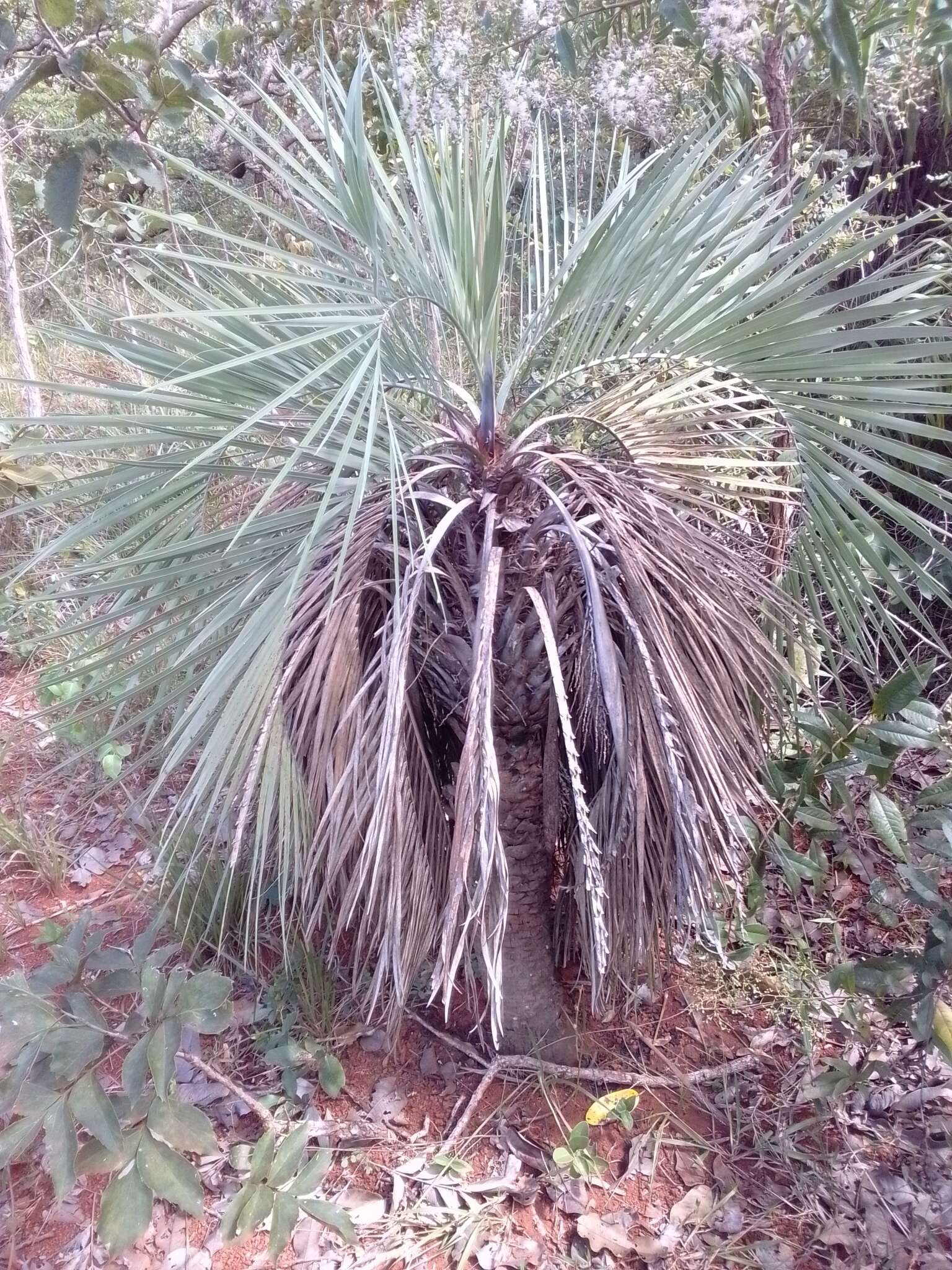 Image of Butia archeri (Glassman) Glassman