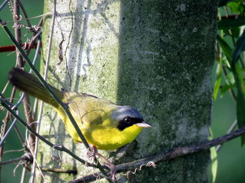 Image of Southern Yellowthroat