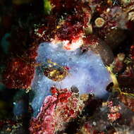 Image of bluish encrusting sponge