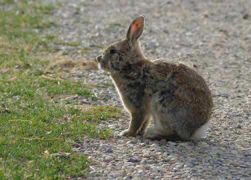 Image of Mountain Cottontail