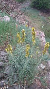 Image of yellow asphodel