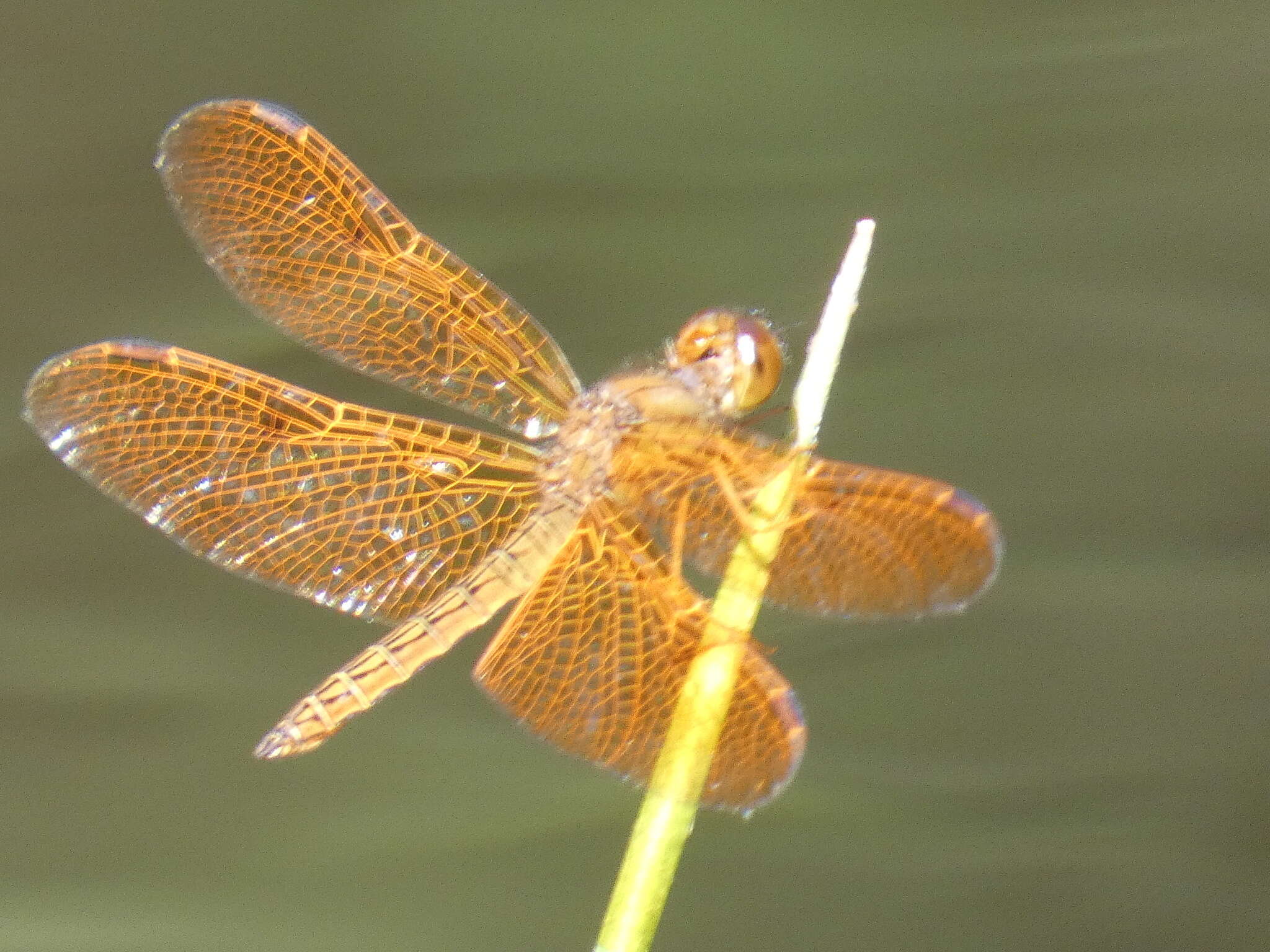 Слика од Perithemis icteroptera (Selys ex Sagra 1857)