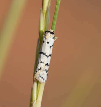 Image de Thallarcha catasticta Lower 1915