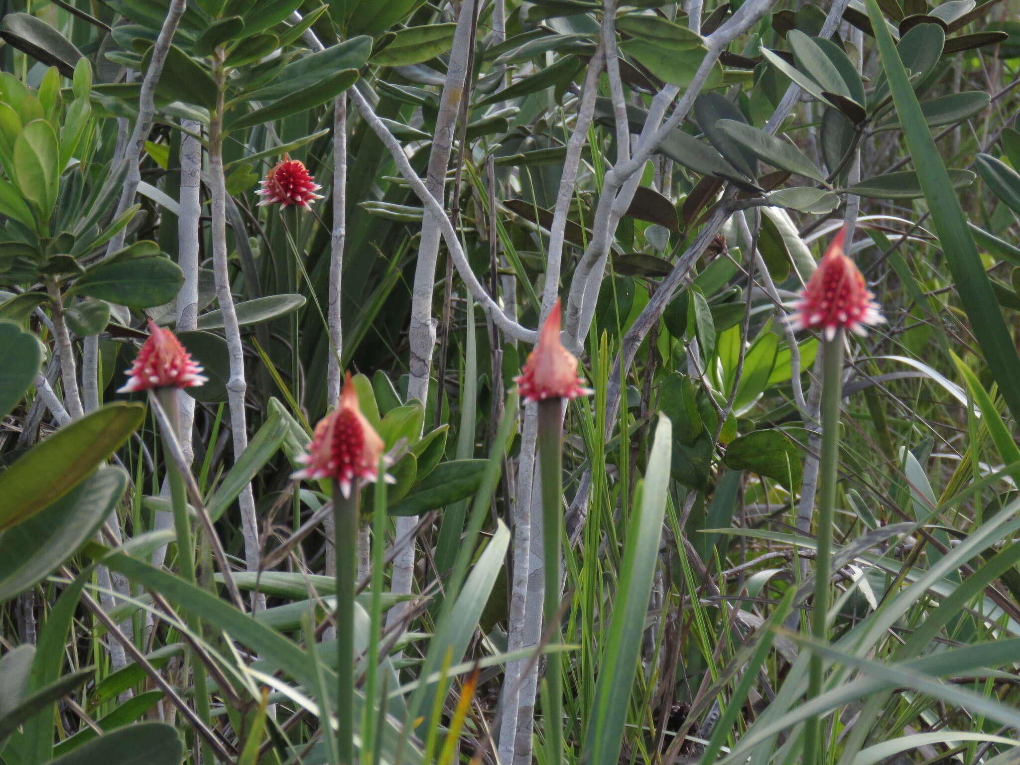 Image of Guacamaya superba Maguire