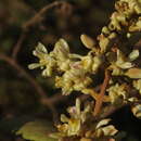 Sivun Trigonia villosa Aubl. kuva