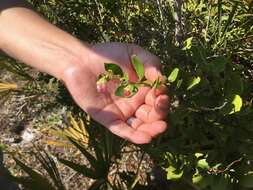 Lyonia lucida (Lam.) C. Koch resmi