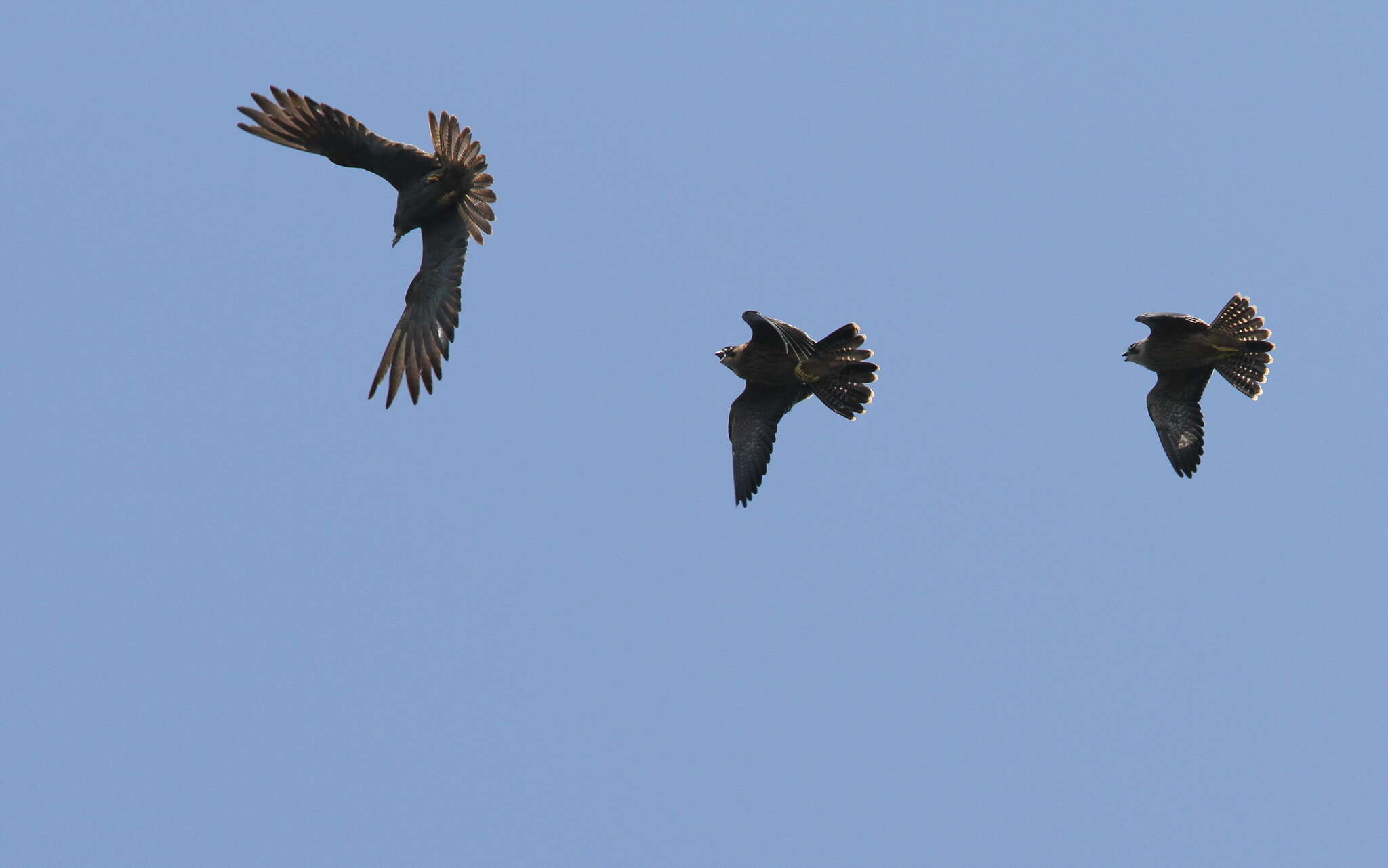 Image of Sooty Falcon