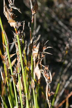 Image of Askidiosperma paniculatum (Mast.) H. Linder