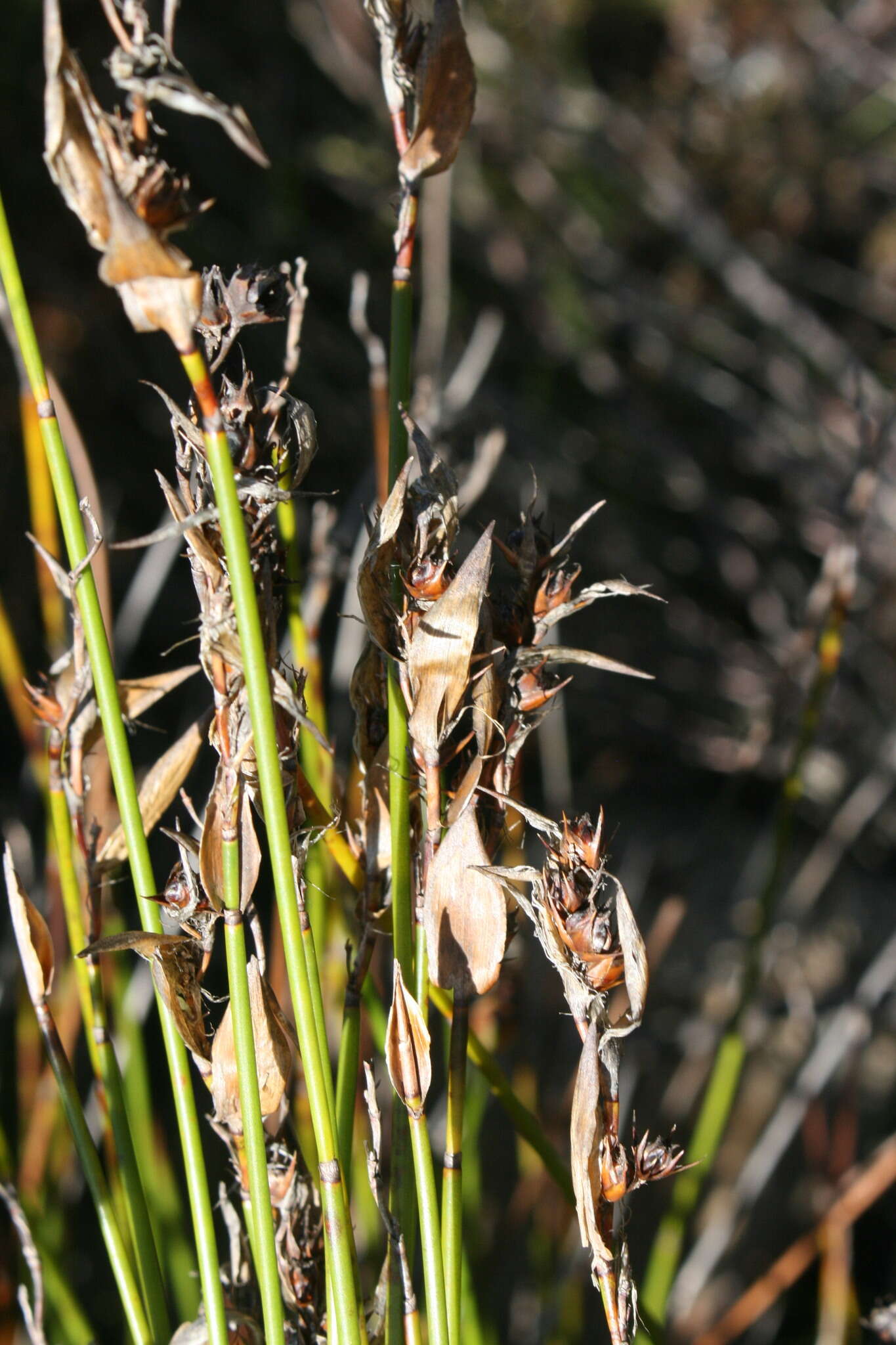 Image de Askidiosperma paniculatum (Mast.) H. Linder