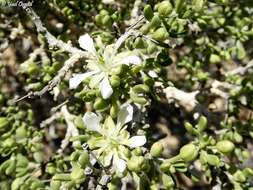 Image of Tetraena dumosa (Boiss.) Beier & Thulin